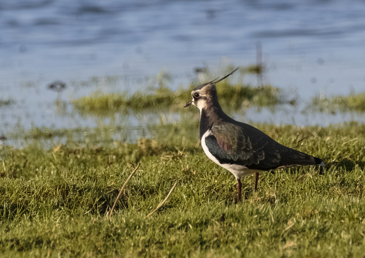 lapwing credit Alex Hillier (15).jpg